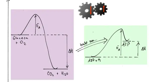 Energieprofile: Glucoseverbrennung (links) und ATP-Synthese (rechts), die durch die Gibbs-Helmholtz-Gleichung beschrieben werden könnten. Zahnräder symbolisieren Kopplung.