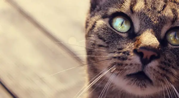 Cómo se llaman los bigotes de los gatos y su sorprendente función