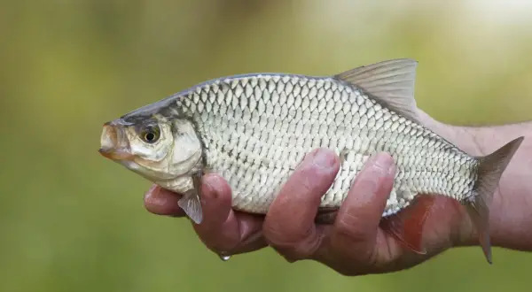 Une main tient un rotengle poisson aux reflets argentés, prêt à retourner à l'eau.