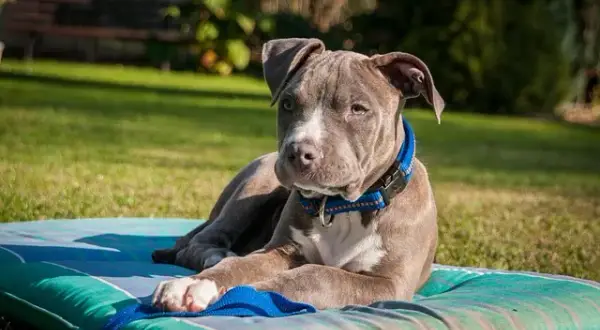 Amstaff: Wychowanie i szkolenie Zrównoważony pies to klucz!