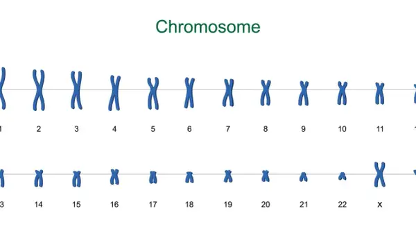 Zestawienie chromosomów ludzkich, od 1 do 22, plus chromosomy płci X. Każdy chromosom ma charakterystyczny kształt litery X.
