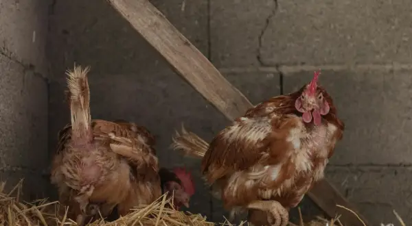 Zwei Hühner im Stall, eines mit sichtbarem Federverlust, das andere mit Blick zur Kamera. Das Huhn mauserte gerade sein Gefieder.