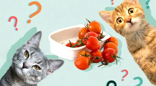 Two curious cats ponder a bowl of cherry tomatoes, surrounded by question marks. Can cats eat tomatoes?