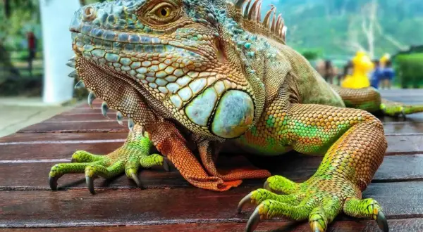 Iguana verde con escamas detalladas y garras afiladas, descansando sobre madera. ¿Qué comen las iguanas? Principalmente plantas.