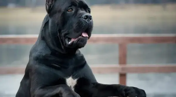 Potężny, czarny pies rasy cane corso, największy przedstawiciel tej rasy, opiera się o drewniane słupki.