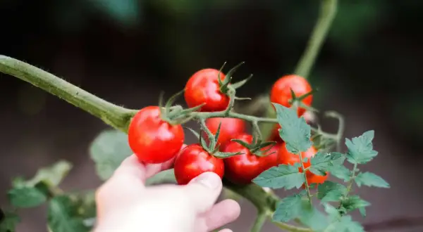 Hand reaches out to pick ripe red tomatoes from the vine.
