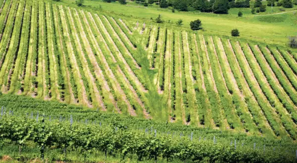 Vigneti rigogliosi sui Colli Bolognesi, dove il pignoletto cresce rigoglioso, con filari ordinati che scendono dolcemente.