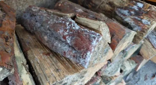 Stapel von Holzscheiten mit weißem Schimmel. Das Brennholz ist feucht und zeigt Anzeichen von Verfall.