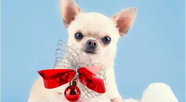 Urocza chihuahua w świątecznej czapce z kokardą i bombką. Idealna inspiracja na imiona dla suczek z bajek.