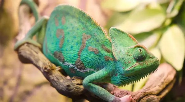 Zielony kameleon z brązowymi plamami siedzi na gałęzi. Zastanawiasz się, ile żyje kameleon?