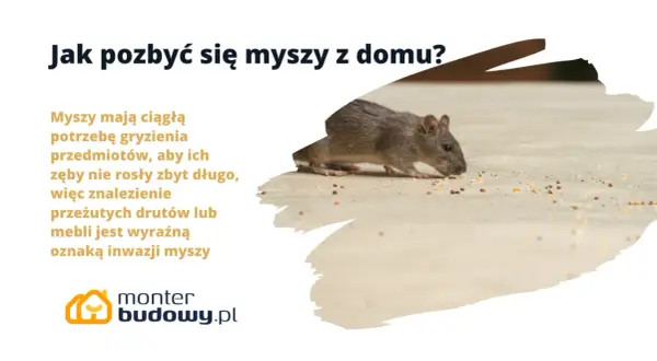 Szara mysz gryzie ziarna na podłodze. Tekst informuje, jak pozbyć się myszy z domu, gdy przegryzają przedmioty.