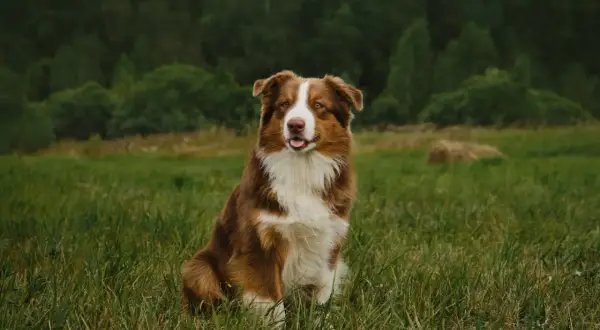 Ein braun-weißer Australian Shepherd sitzt im Gras. Seine Schulterhöhe ist typisch für diese Rasse.