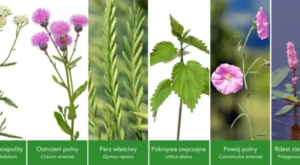 Pospolite chwasty polne: Identyfikacja, zwalczanie i zaskakujące zastosowania