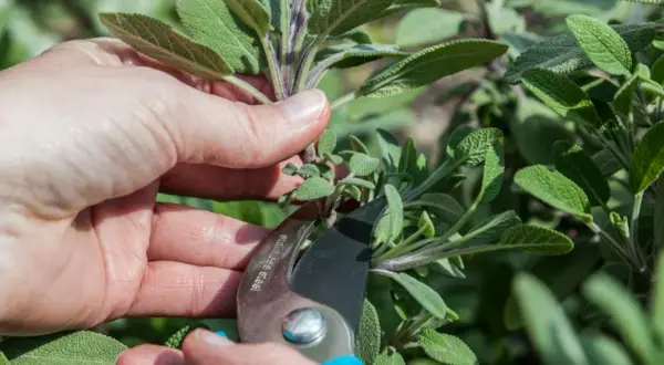 Eine Hand schneidet mit einer Gartenschere einen Zweig Salbei. Das Kraut ist bekannt für seine Heilkräfte und sein Aroma.