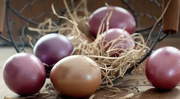 Œufs de poule Marans aux teintes pourpres et brunes, nichés dans un panier en paille sur fond de bois.