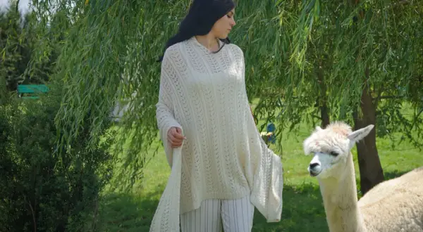 Suri, urocza alpaka, przygląda się kobiecie w zwiewnym swetrze pod drzewem.