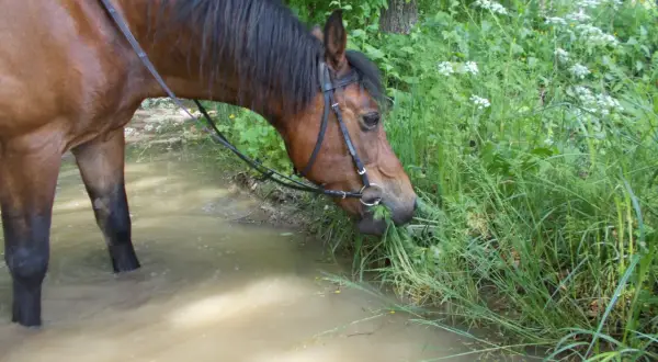 Brązowy koń w wodzie je trawę. Warto wiedzieć, jak odstraszyć końskie muchy, by koń czuł się komfortowo.