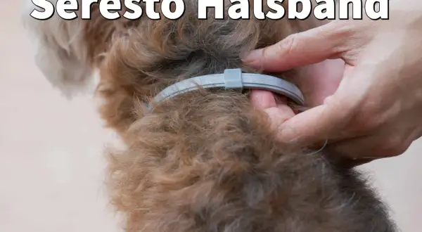 Ein Hund mit einem Seresto Halsband wird liebevoll gestreichelt.