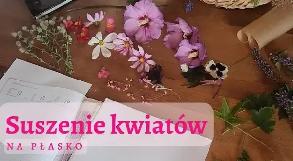 Jak suszyć kwiaty na płasko, aby uniknąć pleśni i zgnilizny