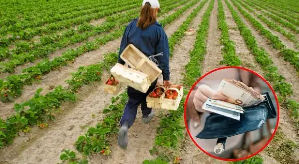 Ile można zarobić na borówkach w Niemczech? Zaskakujące fakty o wynagrodzeniu