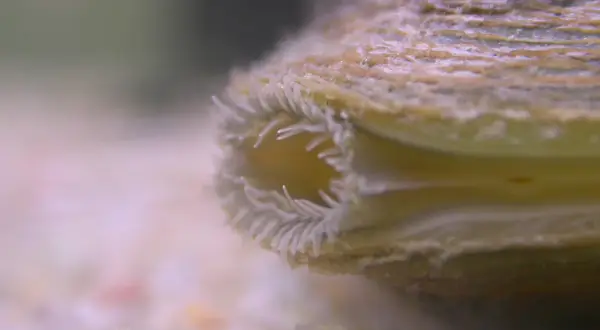 Extrémité d'une **anodonte chinoise** avec ses filaments délicats, posée sur un lit de sable fin.