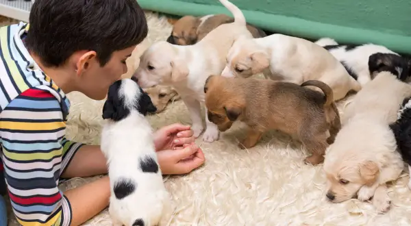 En person med en randig tröja böjer sig ner för att hälsa på en kull valpar. Kanske letar personen efter ett bra hundnamn.