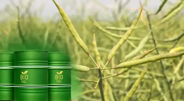 Zielone beczki z napisem "BIO FUEL" na tle dojrzewającego rzepaku. Analiza ceny rzepaku na giełdzie MATIF.