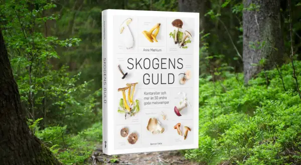 En bok om att plocka svamp, "Skogens Guld", visar olika matsvampar som kantareller. Perfekt för dig som vill lära dig mer om svamp.