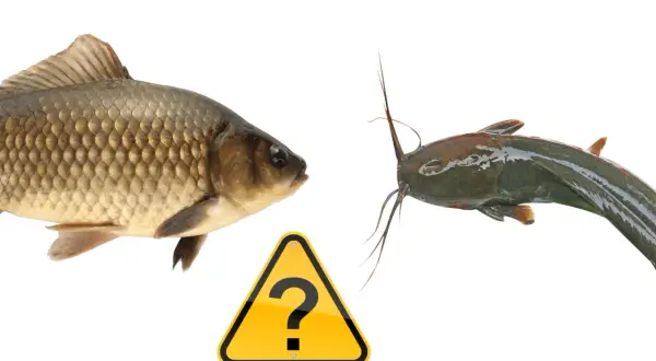 Karp i sum patrzą na siebie, a między nimi znak zapytania. Czy to glapa ryba?