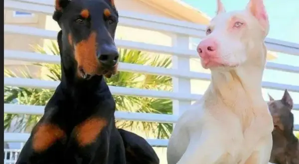 Dwa dobermany, jeden czarny z podpalaniem, drugi to pies albinos o jasnej sierści i różowym nosie, siedzą obok siebie.
