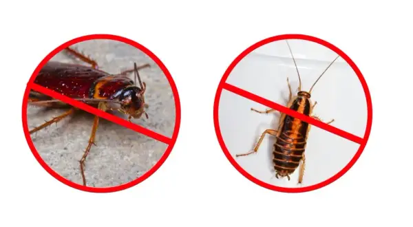 Dwa karaluchy w czerwonych kółkach z przekreśleniem. Koniec z deltam i innymi szkodnikami!