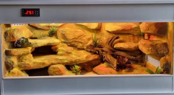 Ile kosztuje terrarium dla gekona? Zaskakujące ceny i opcje