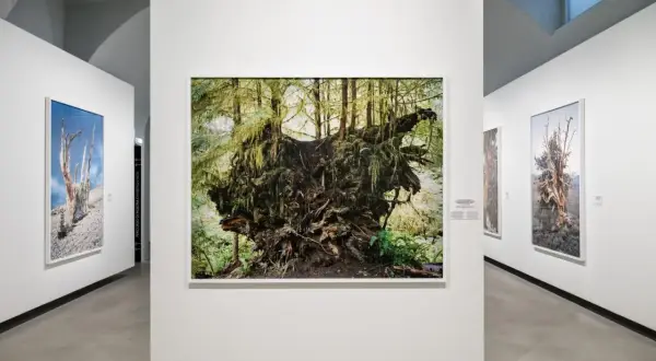 Radici maestose e alberi secchi in mostra, opere di Mitch Epstein che catturano la forza della natura.