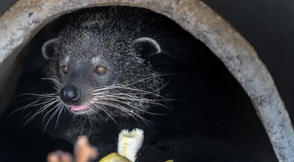 Urocze luwak zwierzę wychyla się z ciemnej nory, oblizując różowy język i jedząc banana.