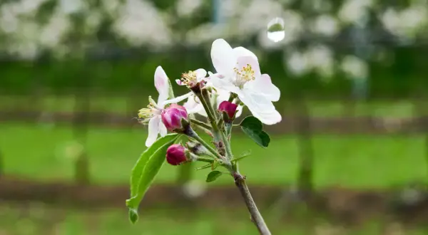 Un ramo di fiori di melo, con boccioli rosa e petali bianchi, annuncia che quando fiorisce il ciliegio, la primavera è arrivata.