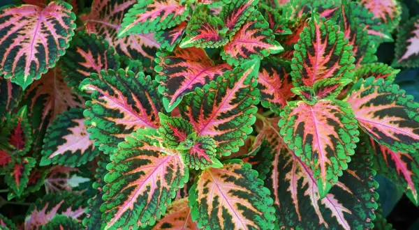 Foglie di coleus in casa, con striature verdi, rosa e nere che creano un disegno vibrante.