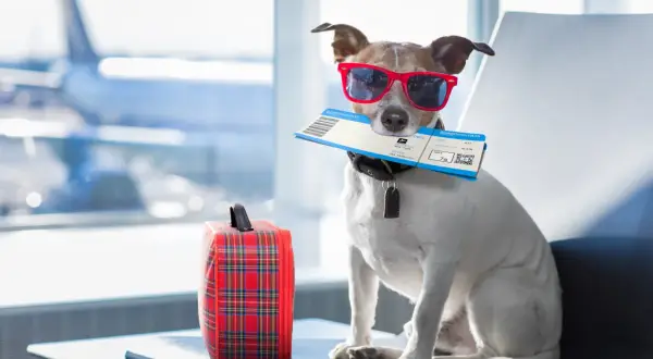Voyager au Canada avec son chien sans mauvaise surprise
