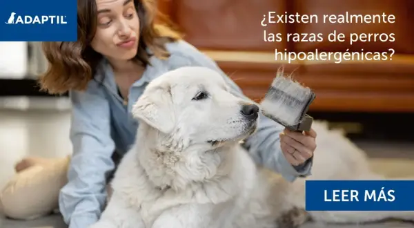 Una mujer cepilla a un perro blanco, preguntándose si existen realmente las razas de perros hipoalergénicos.
