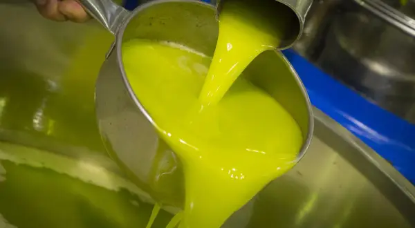 Un mestolo versa un liquido verde brillante, l'olio novello, in una vasca metallica.