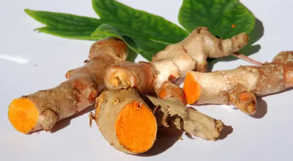 Frische Kurkumawurzeln mit leuchtend orangefarbenem Inneren. Man kann Kurkuma mit Schale essen, sie ist essbar und gesund.
