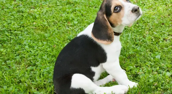 Jak wytresować beagle'a? Opanuj jego naturę i naucz posłuszeństwa