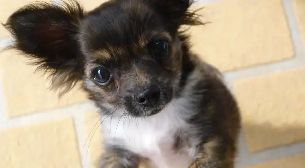 Un adorable chihuahua con pelos largos y orejas puntiagudas mira con curiosidad.