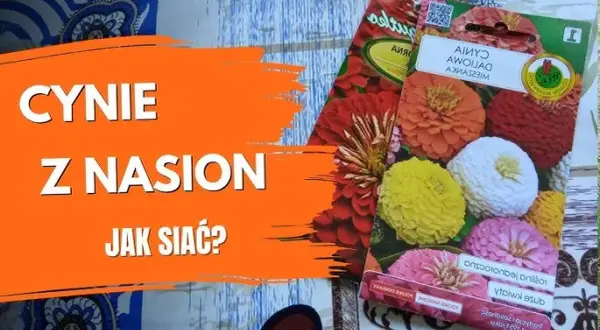Siew cynii do gruntu: kiedy i jak siać? Poradnik krok po kroku