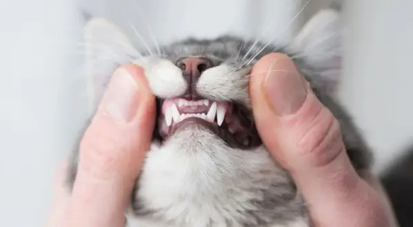 Garras afiladas y dientes de gato expuestos, un primer plano que podría ser un signo de rabia en gatos o simplemente una revisión dental.