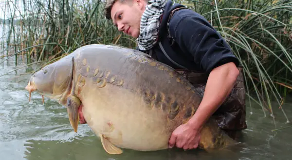 Junger Mann hält riesigen Karpfen im Wasser, ein toller Fang beim Angeln in Frankreich nahe der deutschen Grenze.