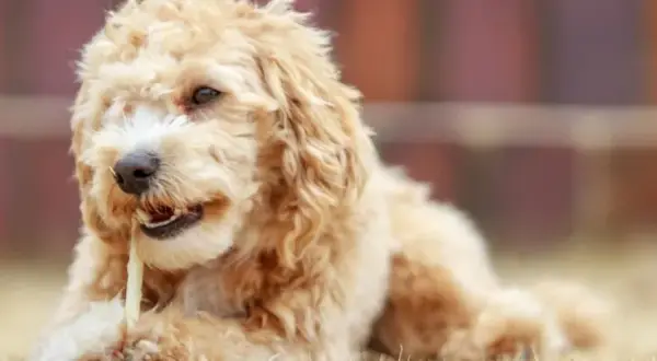 Ile kosztuje maltipoo z hodowli? Ceny, które mogą zaskoczyć