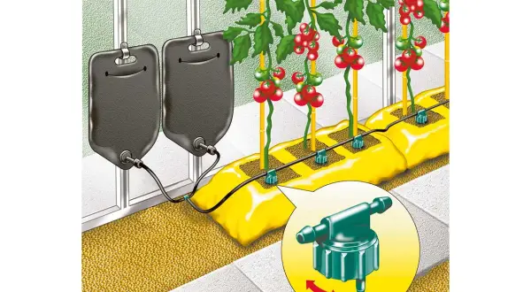 Tomater vattnas med ett smart bevattningssystem. Två stora dropp-påsar hänger redo att ge näring till plantorna.