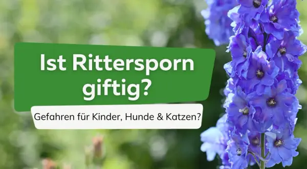 Blaue Rittersporne blühen üppig. Ein grünes Schild fragt: "Ist Rittersporn giftig? Gefahren für Kinder, Hunde & Katzen?