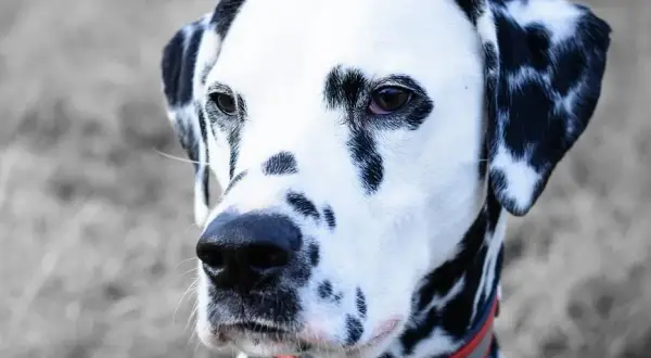 Obroża na kleszcze dla szczeniaka od kiedy? Dowiedz się, jak chronić pupila