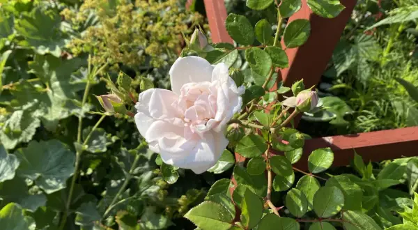 En ljusrosa ros blommar vid en träspaljé, omgiven av gröna blad och knoppar. En vacker syn att plantera rosor i trädgården.